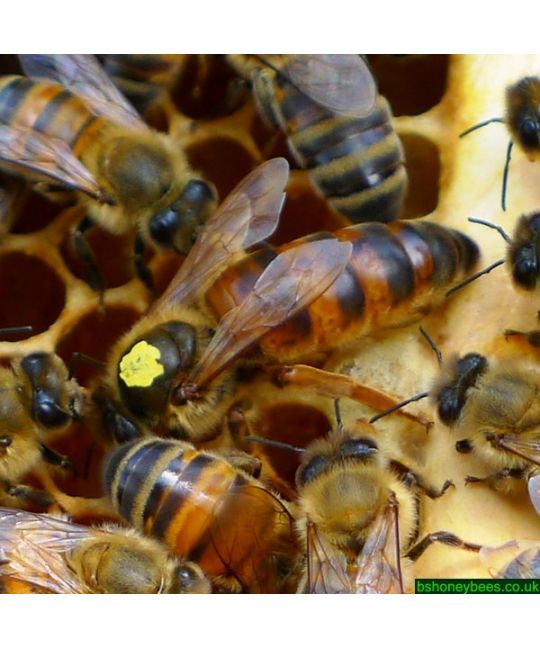 Buckfast Queen (Copyright 2012 BS Honey Bees)