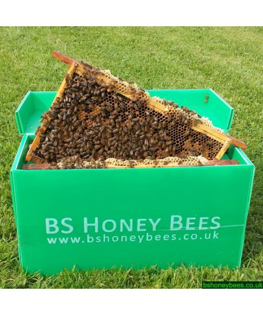 Posted 5 Frame Nuc of Overwintered Bees