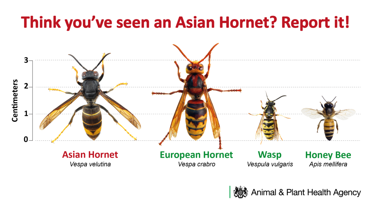 Asian Hornet Size